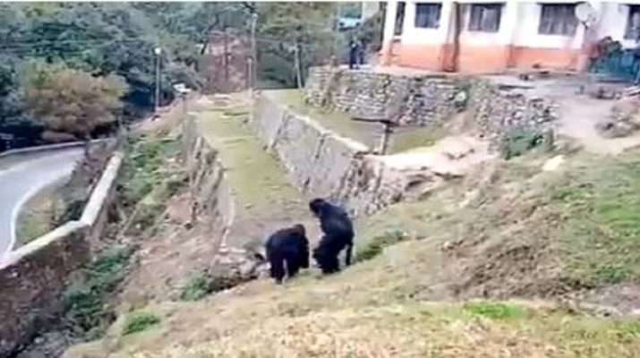 आइटीबीपी के जवानों ने भालू बनकर बंदरों को भगाया, देखें वीडियो 1 आइटीबीपी के जवानों ने भालू बनकर बंदरों को भगाया, देखें वीडियो 1 Hello Uttarakhand News »