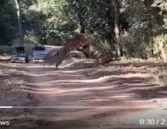 जंगल में भिड़े दो खूंखार बाघ, देखें रोमांचिक वीडियो 3 Hello Uttarakhand News »