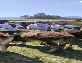 पशुपालन विभाग का सराहनीय काम, शहर के घूमते पशुओं को खिलाई जई व सूखी घास 3 Hello Uttarakhand News &raquo;