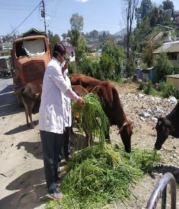पशुपालन विभाग का सराहनीय काम, शहर के घूमते पशुओं को खिलाई जई व सूखी घास 3 पशुपालन विभाग का सराहनीय काम, शहर के घूमते पशुओं को खिलाई जई व सूखी घास 3 Hello Uttarakhand News »