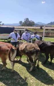 पशुपालन विभाग का सराहनीय काम, शहर के घूमते पशुओं को खिलाई जई व सूखी घास 2 पशुपालन विभाग का सराहनीय काम, शहर के घूमते पशुओं को खिलाई जई व सूखी घास 2 Hello Uttarakhand News »