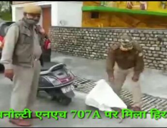 मसूरी धनोल्टी एनएच 707A पर मिला हिरन का शव 2 Hello Uttarakhand News »