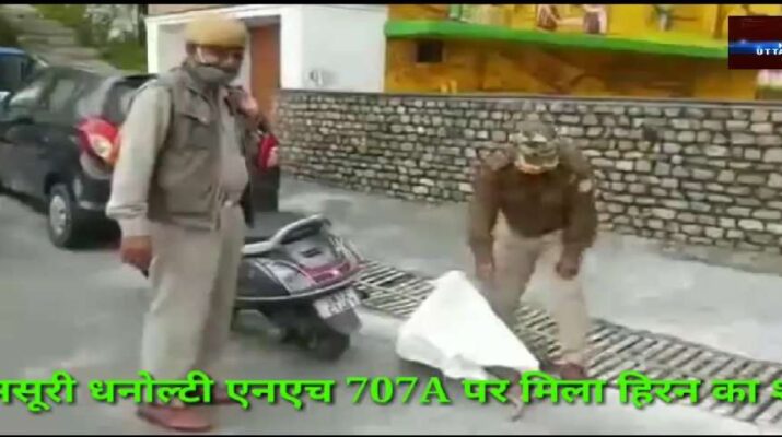 मसूरी धनोल्टी एनएच 707A पर मिला हिरन का शव 1 Hello Uttarakhand News »