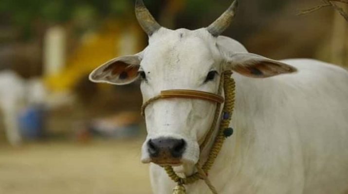 योगी कैबिनेट का गोवध पर संशोधित अध्यादेश जारी, अध्यादेश में 3-10 साल तक की जेल 1 योगी कैबिनेट का गोवध पर संशोधित अध्यादेश जारी, अध्यादेश में 3-10 साल तक की जेल 1 Hello Uttarakhand News »