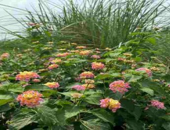 Uttarakhand: लैंटेना/कुरी को वन क्षेत्रों से हटाकर स्थानीय प्रजाति के घास तथा फलदार पौधों का रोपण कर जंगलों की गुणवत्ता में सुधार किया जाएगा - मुख्यमंत्री तीरथ सिंह रावत 3 Hello Uttarakhand News »