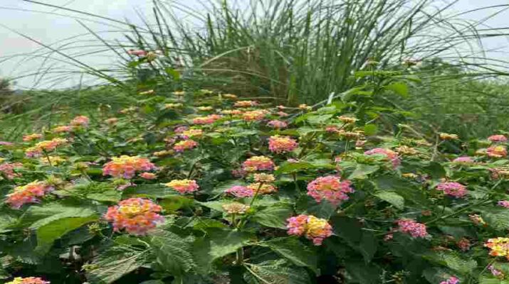 Uttarakhand: लैंटेना/कुरी को वन क्षेत्रों से हटाकर स्थानीय प्रजाति के घास तथा फलदार पौधों का रोपण कर जंगलों की गुणवत्ता में सुधार किया जाएगा - मुख्यमंत्री तीरथ सिंह रावत 1 Hello Uttarakhand News »