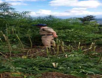 Pithoragarh: वन पंचायत भूमि में अवैध रूप से की जा रही भांग की खेती को डीडीहाट पुलिस ने किया नष्ट 4 Hello Uttarakhand News »