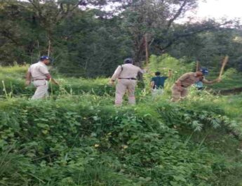 Pithoragarh: पिथौरागढ़ पुलिस द्वारा लगभग 03 नाली भूमि में अवैध रूप से की जा रही भांग की खेती को किया गया नष्ट 4 Hello Uttarakhand News »