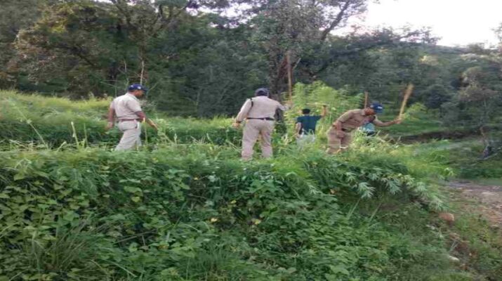 Pithoragarh: पिथौरागढ़ पुलिस द्वारा लगभग 03 नाली भूमि में अवैध रूप से की जा रही भांग की खेती को किया गया नष्ट 8 Hello Uttarakhand News »